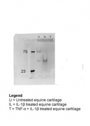 ARP61142_P050 - Apolipoprotein J / Apo J