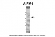 AVARP02013_P050 - AIFM1 / AIF