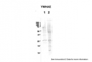 AVARP02058_P050 - 14-3-3 protein epsilon