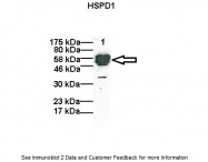 AVARP09014_P050 - HSP60