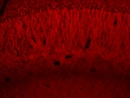 bs-0126R - Heat shock protein 70 / HSP70