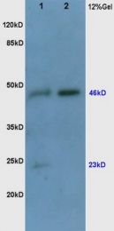 bs-0279R - VEGF-A