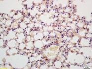 bs-0348R - Transducin beta chain 1 / GNB1