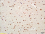 bs-0349R - Histone H3.3