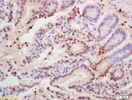 bs-0349R - Histone H3.3