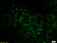 bs-0349R - Histone H3.3