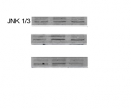 bs-0501R - JNK1/3
