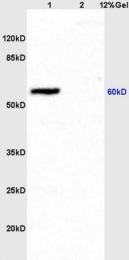 bs-0608R - CD54 / ICAM1