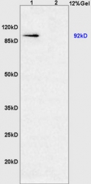 bs-0737R - HIF1A / HIF1 alpha