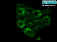 bs-0737R - HIF1A / HIF1 alpha