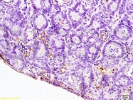 bs-0767R - Interleukin-12 alpha / IL12A