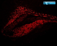 bs-0812R - Interleukin-1 beta / IL-1B