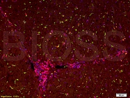 bs-0890R - GFP