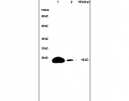 bs-0893R - Bcl-2-like 8