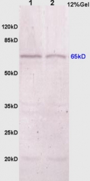 bs-0916R - Uromodulin (UMOD)