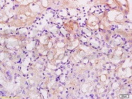 bs-0931R - Histone H1.4