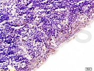 bs-0931R - Histone H1.4