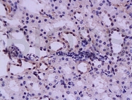 bs-1025R - Hepatocyte growth factor / HGF