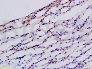 bs-1163R - Defensin beta 1