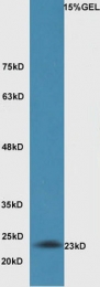 bs-1284R - Bcl-2-like 7