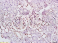 bs-1295R - Defensin beta 2