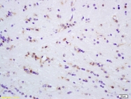 bs-1319R - MAPK4 / ERK4