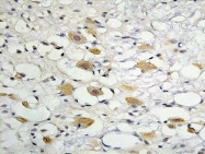 bs-1329R - ZO-1 / Tight junction protein 1