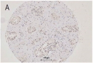 bs-1329R - ZO-1 / Tight junction protein 1
