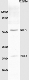 bs-1336R - Bcl-2-like 1