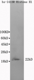 bs-1413R - Histone H1t