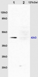 bs-1522R - ERK1 / ERK2