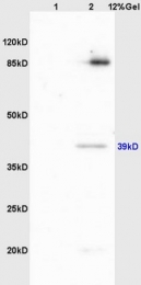 bs-1526R - Laminin beta-1 / LAMB1