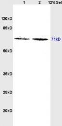 bs-1949R - WEE1 / Wee1-like protein kinase