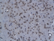 bs-2012R - NIT2