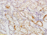 bs-2189R - Uromodulin (UMOD)