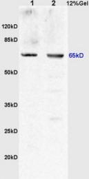 bs-2189R - Uromodulin (UMOD)