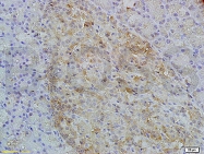 bs-2414R - Mucin-5B / MUC5B