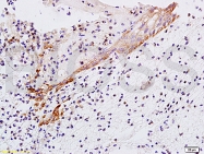 bs-2629R - Interleukin-29 / IL29