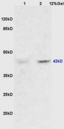 bs-2637R - ERK1 / ERK2