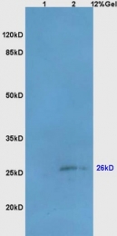 bs-2733R - Bcl-10