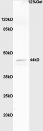 bs-3016R - ERK1 / ERK2