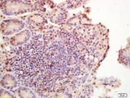 bs-3186R - Histone H3.1t