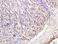 bs-3195R - IRF3