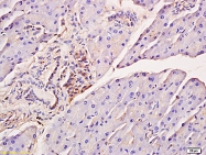 bs-3196R - IRF7