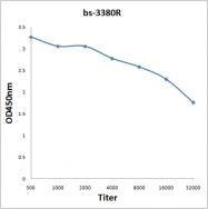 bs-3380R - Retinoblastoma-associated protein / RB1