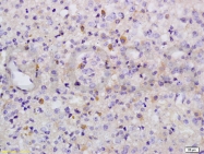 bs-3474R - WEE1 / Wee1-like protein kinase