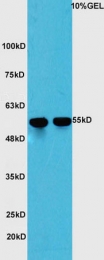 bs-3605R - YAP1