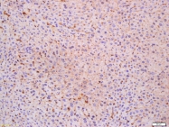 bs-3678R - DUSP1 / MKP1