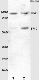 bs-3757R - Heat shock factor 1 / HSF1