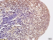 bs-3774R - Histone H3.3